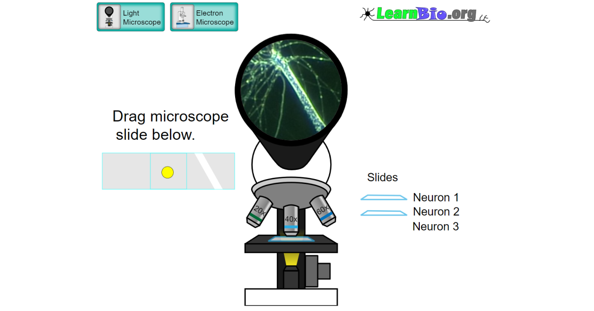 Light microscope move the microscope slide to explore!